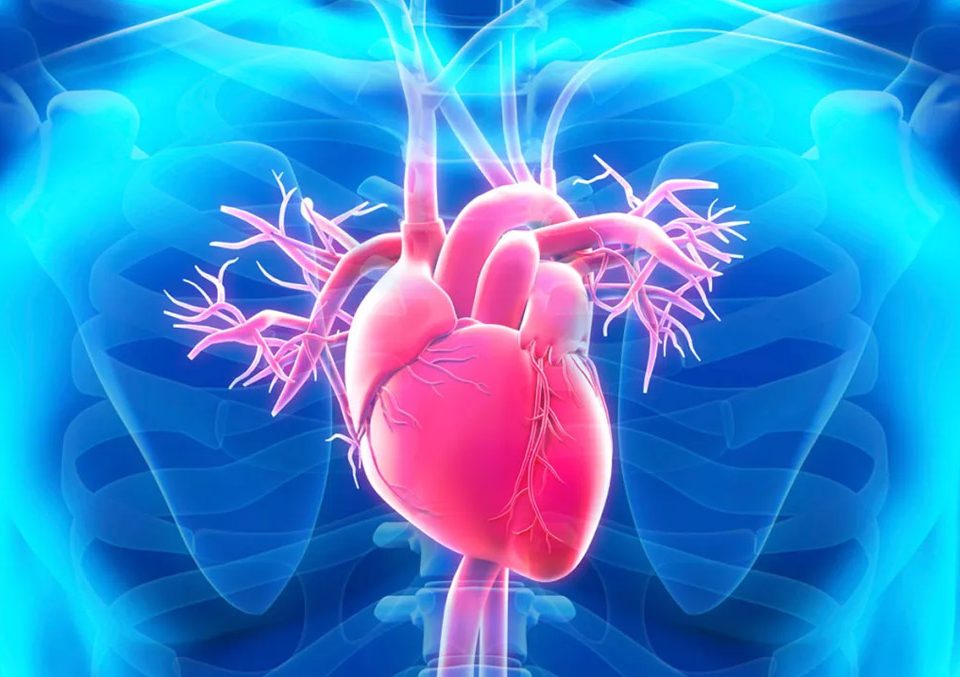 Prolapso da válvula mitral: conheça os sinais, diagnóstico e tratamento